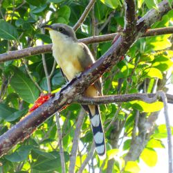 Mangrove Cuckoo